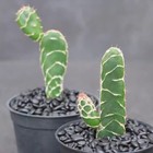 2pcs 5cm Succulent Cactus Plant Opuntia Zebrina Cactaceae Home Garden