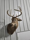 8 Point Whitetail Deer Shoulder Mount  Taxidermy Vintage Man Cave Decor Rustic