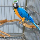 Bird Cage Parrot Bird Perch Wood Parakeet Perch Natural Wood Bird Perch Stand