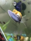4 Live Premium Jade Mystery Snails - Freshwater Aquarium Algae Cleaner