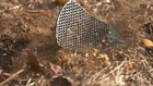 Bug s Bane - World s Toughest Fly Swatter - Made In Usa - 21  Long Carbon Fiber