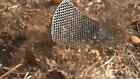 The World s Toughest Fly Swatter - 100  Made In Usa - 21  Long Carbon Fiber