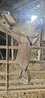 Western Trail Riding Cowgirl Cowboy Roping Ranch Barrel Colt Starting Saddle