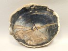 Petrified Wood Hickory Polished  Round Yakima Canyon  Wa  o134-25