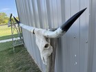 Longhorn Steer Skull 3 Feet  4 Inch Wide Polished Bull Horn Mounted Cow Head