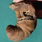 Nautiloid Fossil Shell Mollusk Cephalopod Cyrtoceras Sicasicaense Bolivia
