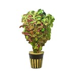 Canton Aquatics Ludwigia Repens Live Aquarium Plants - Ludwigia Dark Red    