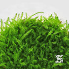 Weeping Moss Portion In 3 w X 2 h Cup Easy Live Fresh Water Aquarium Plants