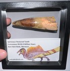 Spinosaurus Spinosaur Fossil Dinosaur Restored Tooth Lot 2 85 In One Per Order