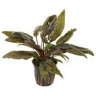 Cryptocoryne Tropica 1 Pot -freshwater Aquatic Live Plants 