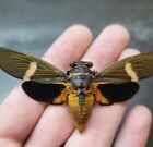 Highlands Banded Cicada Real Insect Spread Bug Euratorus Graciliconus Taxidermy 