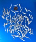 100 Shrimp Squilla Dactyl Claws That s A Lot Of Collecting Work 4 Crafts Jewelry