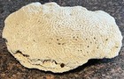 Vintage Mid 20th Century Natural Brain Coral 10     5 5 Lbs Nautical Decor