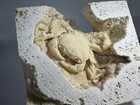 3 Inch Travertine Crab Fossil Turkey  Fossil Travertine Crab Potamon