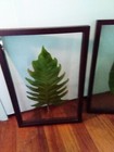 3 Pc Set Large Tropical Leaf Mounted On Glass With 19 X 13 Inch Frame