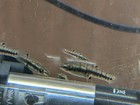 10 Least Killifish  heterandria Formosa    Unsexed Juveniles   Tank Raised In Oh