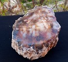 4 Lb 15oz Natural Rare Opalized Mirror Polished Multicolor Big Petrified Wood Uv