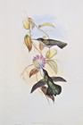John Gould Sombre Saber-wing Hummingbirds Vintage Art Print Bookplate 49