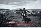 Dog Training A Sheepdog Puppy To Herd Sheep Herding  Large 1890s Engraving Print