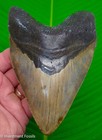 5 80    Megalodon Shark Tooth - 11 Ounces  Monster Size Real Fossil No Restoration
