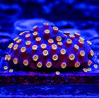Bizarro Cyphastrea Live Saltwater Sps Coral Frag 1 5  For Reef Aquarium