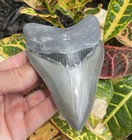 Megaladon Shark Tooth Collector Quality 4 77    Shark Tooth Fossil No Repair
