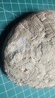 Fossil Tortoise Shell Likely Stylemys Nebrascensis Oligocene 