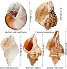 5pcs Extra Large Hermit Crab Shells  Size 3  - 4 7   Opening 1 6  - 2 7 
