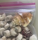 Lot Of Natural Sea Shells Beach Assortment Craft Decoration Aquarium Decor