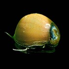 25 Live Freshwater Olive Nerite Snails Free Plants And Snails