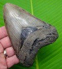 5 22     Megalodon Shark Tooth  Real Fossil - W  Display Stand No Restorations