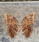 Real Mounted Blue Morpho Butterfly 4 Inches Wide 