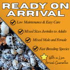 100  Dairy Cow Isopods For Sale - Bulk Isopods For Bioactive