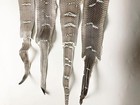 Real Cobra Snake Skin 55  X 5 5  Natural Leather Hide With Head
