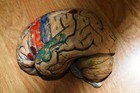 Rare Antique Plaster papier M  ch   Brain Anatomical Model 1920 -30 S 