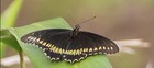 Battus  Pipevine Swallowtail  Battus Polydamas  Zetides Swallowtail  20 Eggs