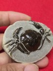 Vulgaris Pulalius Crab Fossil From Washington State