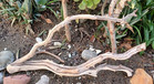 Large Driftwood Manzanita Aquascape Aquarium Terrarium Decor Bonsai 23   11   4 