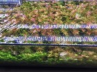 6 Species Of Rotala   Live Aquarium Plants Beautiful Plant Free S h    50 Stems