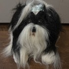 Animal Alley Shih Tzu Dog Stuffed Plush Puppy White   Black Toys R Us Bnwt