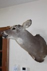 Whitetail Deer Head Shoulder Mount Taxidermy Mount Antler Hunt Rack Mule Hide