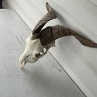 Taxidermy  Goat Ram Sheep Skull With Horns Mount  Unique Oddity Decor Goth