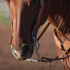 Classic Equine Les Vogt Cowhorse Bit - 1 3 4    Slope Port Mouthpiece  8    Shank