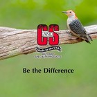 C s Wild Bird Woodpecker Suet Nuggets Mega Box  8 Pounds 8 Pound  pack Of 1  