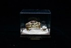 G9 Crab Taxidermy Halimede Ochtodes In Glass Box Dome