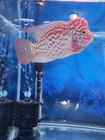 Flowerhorn Cichlid  Gb F1 Strain  3 5 Inches Long 