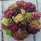 Ll  1 Gallon Sampler Live Sphagnum Moss Crisp And Fuzzy  Fresh Maine 