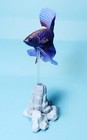 Stasto Betta Purple Combtail Siamese Fighting Fish Figure Us Seller New Nip