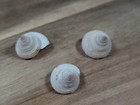 Calliostoma Annulatum  lightfoot  1786   yellow    - Lot Of 3 - 20 - 22 7mm 