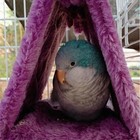 Pet Nest Plush Bird Cave Cage Warm Hanging Sleeping Bed Hut Tent Parrot Hammock